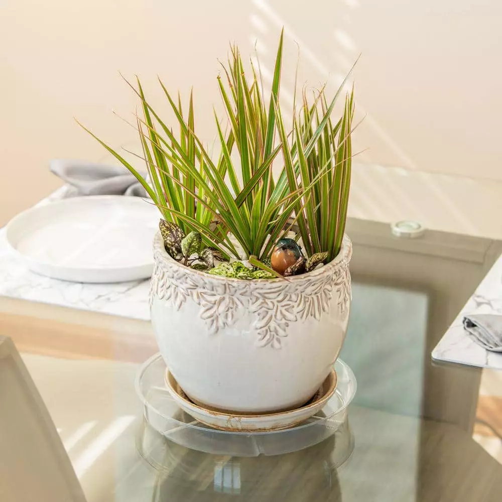 Vigoro 10 in. Plastic Plant Saucer 4 Vigoro 10 in. Plastic Plant Saucer - Image 2