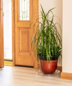 Vigoro 14 in. Plastic Plant Saucer -Outdoor Plant Life vigoro planter saucers vs14vg 1f 1000