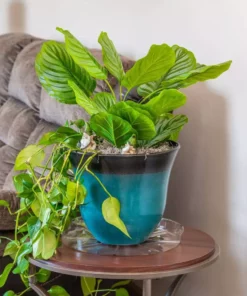 Vigoro 14 in. Plastic Plant Saucer -Outdoor Plant Life vigoro planter saucers vs14vg 44 1000