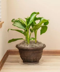 Vigoro 14 in. Plastic Plant Saucer -Outdoor Plant Life vigoro planter saucers vs14vg 4f 1000