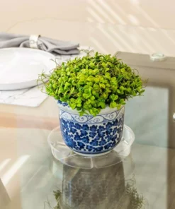 Vigoro 8 in. Plastic Plant Saucer 13 Vigoro 8 in. Plastic Plant Saucer -Outdoor Plant Life vigoro planter saucers vs8vg 4f 1000