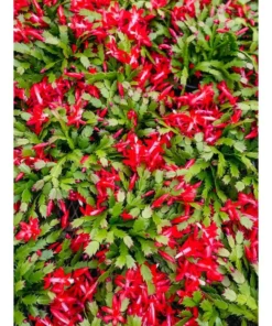 Vigoro 6 in. Christmas Cactus with Red Pot Cover -Outdoor Plant Life vigoro succulents 81826 1f 1000