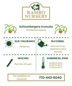 Vigoro 6 in. Christmas Cactus with Red Pot Cover -Outdoor Plant Life vigoro succulents 81826 44 1000