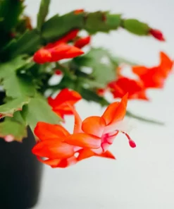 Vigoro 6 in. Christmas Cactus with Red Pot Cover -Outdoor Plant Life vigoro succulents 81826 4f 1000