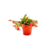 Vigoro 6 in. Christmas Cactus with Red Pot Cover -Outdoor Plant Life vigoro succulents 81826 64 1000