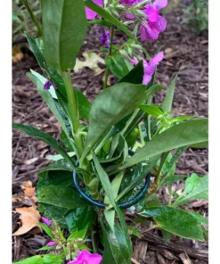 Vigoro 18 in. H x 1.50 in. W Steel Plant Prop -Outdoor Plant Life vigoro tomato cages 611872 hd 31 1000