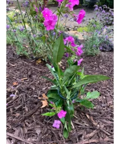 Vigoro 36 in. H x 2.24 in. W Metal Plant Prop 21 Vigoro 36 in. H x 2.24 in. W Metal Plant Prop -Outdoor Plant Life vigoro tomato cages 613672 hd 31 1000