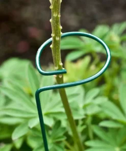 Vigoro 36 in. H x 2.24 in. W Metal Plant Prop 14 Vigoro 36 in. H x 2.24 in. W Metal Plant Prop -Outdoor Plant Life vigoro tomato cages 613672 hd 66 1000