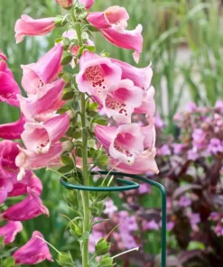 Vigoro 36 in. H x 2.24 in. W Metal Plant Prop 19 Vigoro 36 in. H x 2.24 in. W Metal Plant Prop -Outdoor Plant Life vigoro tomato cages 613672 hd fa 1000