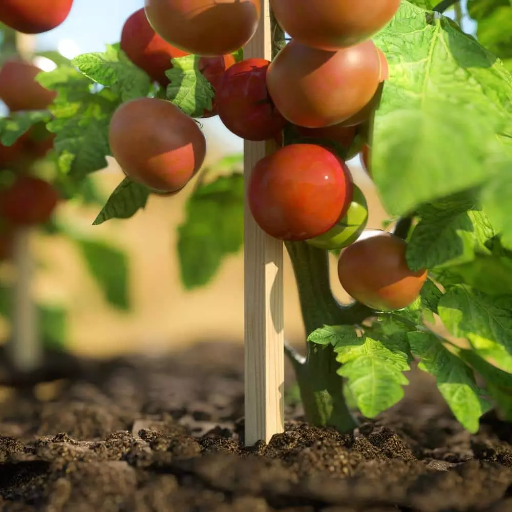 Vigoro 4 ft. Wooden Garden Stake 4 Vigoro 4 ft. Wooden Garden Stake - Image 2