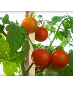 Vigoro 5 ft. Wooden Garden Stake -Outdoor Plant Life vigoro tomato cages rc 85n 1f 1000