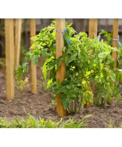 Vigoro 5 ft. Wooden Garden Stake -Outdoor Plant Life vigoro tomato cages rc 85n 4f 1000