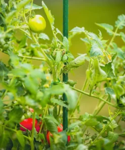 Vigoro 5 ft. Green Colored Steel Core Garden Stake -Outdoor Plant Life vigoro tomato cages st5vg 76 1000