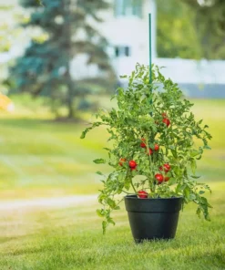 Vigoro 6 ft. Green Colored Steel Core Garden Stake 15 Vigoro 6 ft. Green Colored Steel Core Garden Stake -Outdoor Plant Life vigoro tomato cages st6vg c3 1000