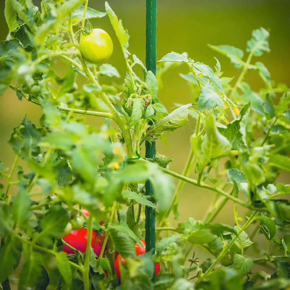 Vigoro 6 ft. Green Colored Steel Core Garden Stake 12 Vigoro 6 ft. Green Colored Steel Core Garden Stake - Image 10