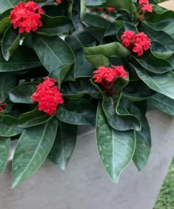 KANTE 31 in. L Rectangular Weathered Concrete/Fiberglass Indoor Outdoor Elegant Planter -Outdoor Plant Life weathered concrete kante plant pots osf0104b c80021 2 66 1000