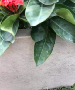 KANTE 31 in. L Rectangular Weathered Concrete/Fiberglass Indoor Outdoor Elegant Planter -Outdoor Plant Life weathered concrete kante plant pots osf0104b c80021 2 fa 1000