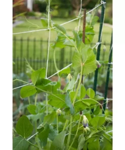 Vigoro 5 ft. x 8 ft. Sturdy Garden Trellis -Outdoor Plant Life white vigoro tomato cages t008avg 1f 1000