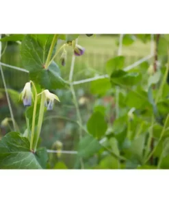 Vigoro 5 ft. x 8 ft. Sturdy Garden Trellis -Outdoor Plant Life white vigoro tomato cages t008avg 31 1000