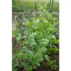 Vigoro 5 ft. x 8 ft. Sturdy Garden Trellis 2 Vigoro 5 ft. x 8 ft. Sturdy Garden Trellis -Outdoor Plant Life white vigoro tomato cages t008avg 64 1000