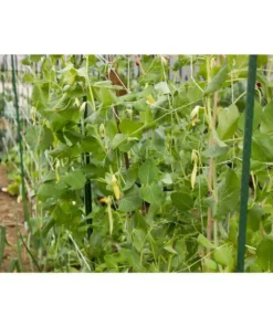 Vigoro 5 ft. x 8 ft. Sturdy Garden Trellis -Outdoor Plant Life white vigoro tomato cages t008avg 76 1000